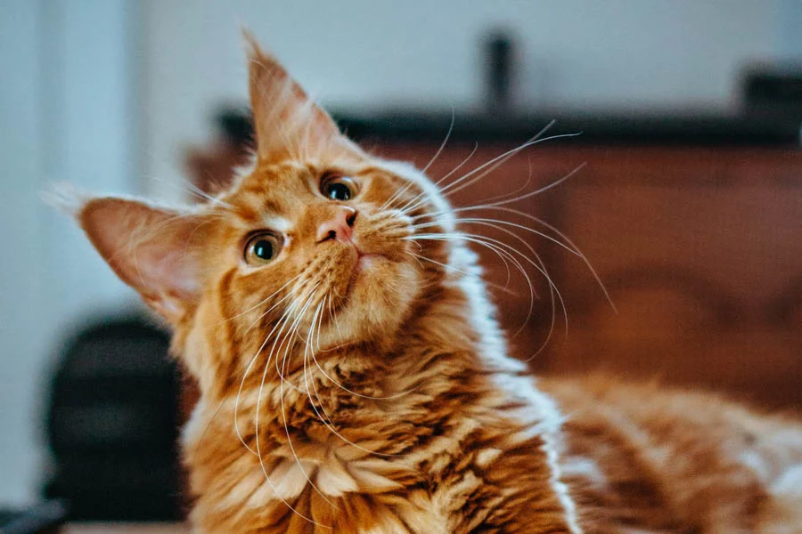 Soft Fabric Cat Tunnel Toy