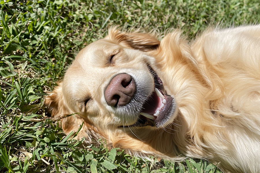 Dog Booties Socks in Cute Designs